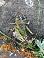 Psorodonotus