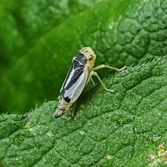 Evacanthus bellaustralis