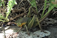 Psorodonotus