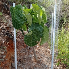 Cavanillesia chicamochae