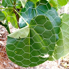 Cavanillesia chicamochae