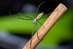Trichonephila clavata