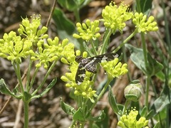 Exoprosopa dorcadion