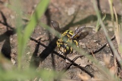 Anthidium edwardsii