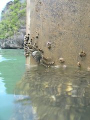 Grapsus albolineatus