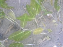 Halophila ovalis