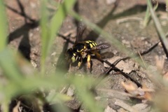 Anthidium edwardsii