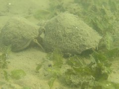 Laevistrombus canarium