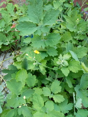 Chelidonium majus