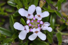 Iberis procumbens