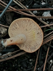 Lactarius