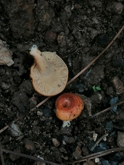 Lactarius