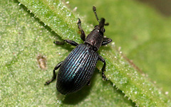 Perapion violaceum