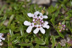 Iberis procumbens