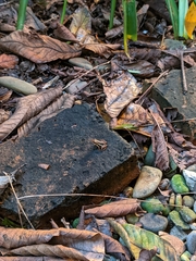 Epipedobates machalilla