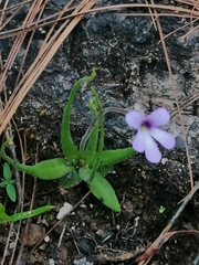 Pinguicula heterophylla