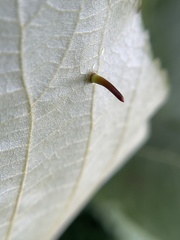 Caryomyia subulata