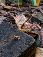 Epipedobates machalilla