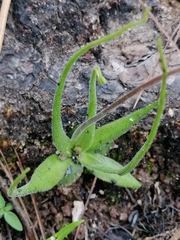 Pinguicula heterophylla