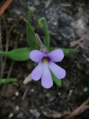 Pinguicula heterophylla