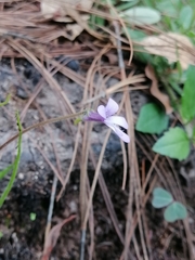 Pinguicula heterophylla