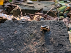 Epipedobates machalilla