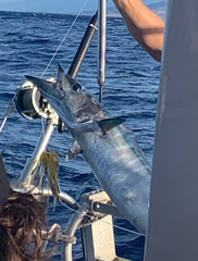 Acanthocybium solandri