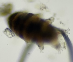 Echiniscoidea