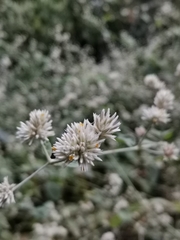 Alternanthera bettzickiana