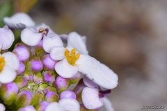 Iberis procumbens