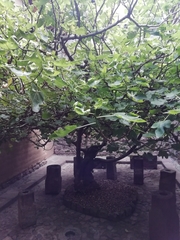 Ficus carica