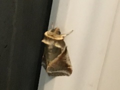 Habrosyne pyritoides