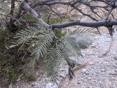 Prosopis chilensis