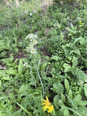 Anticlea elegans elegans