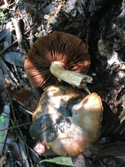 Cortinarius pyrophyllus
