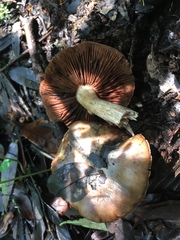 Cortinarius pyrophyllus