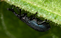 Perapion violaceum