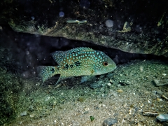 Herichthys carpintis