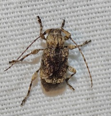 Leptostylus transversus