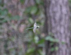 Coryphaeschna ingens