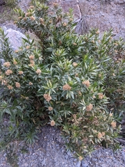 Tessaria dodonaeifolia