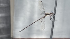 Archilestes