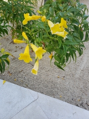 Tecoma stans