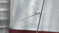 Archilestes