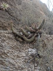 Trichocereus strigosus