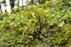 Misodendrum angulatum