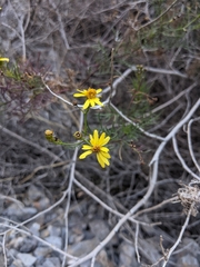 Senecio subulatus