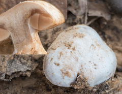 Cortinarius privignoides