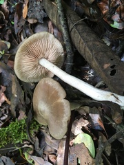 Entoloma griseum