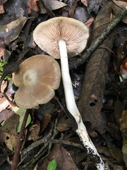 Entoloma griseum